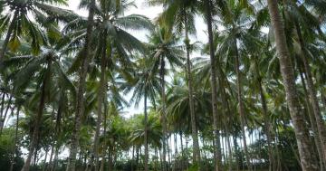 Ujir is rich with wide coconut field 