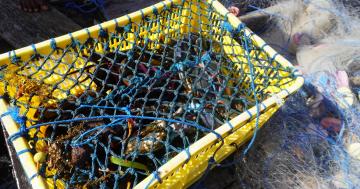 Main commodity: large crabs!